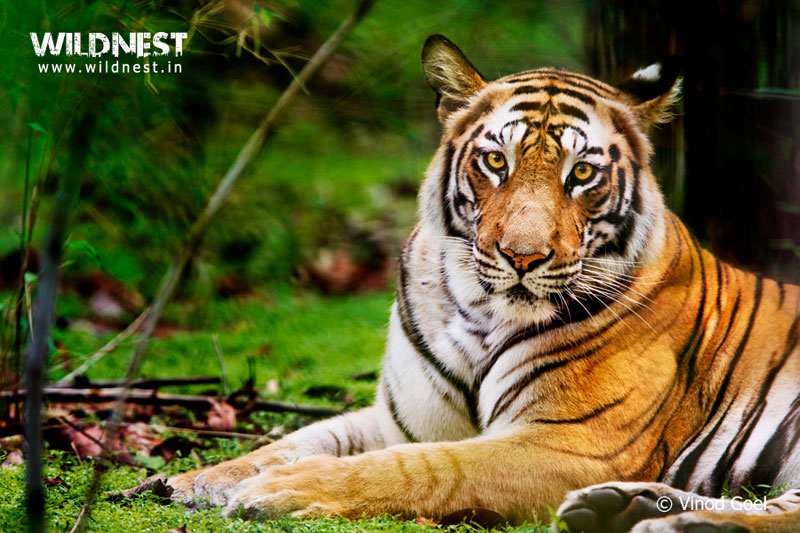 Bandhavgarh – Where The Tiger Rules