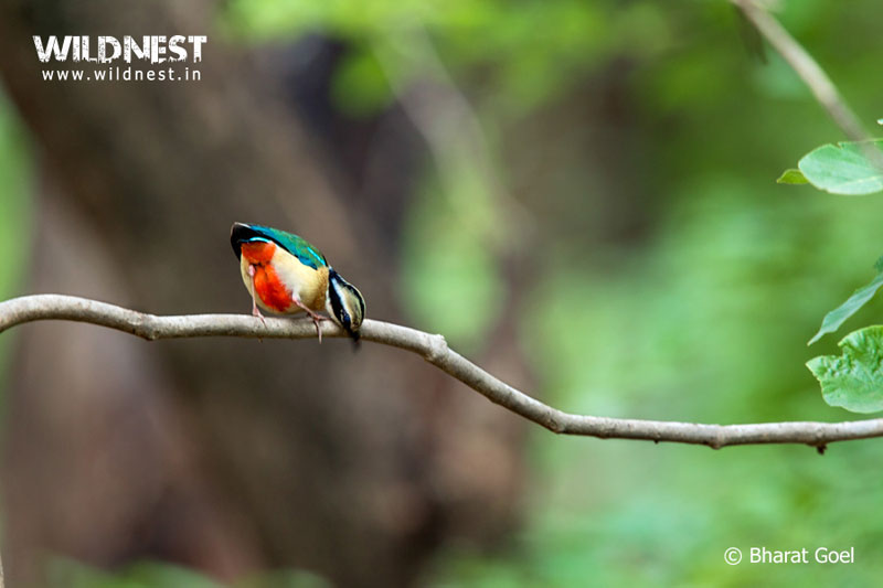 Bandhavgarh – Where The Tiger Rules