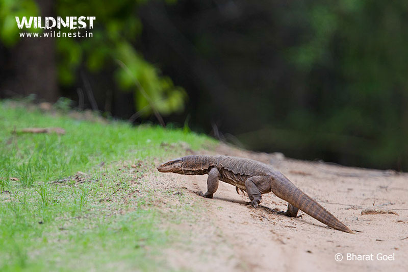 Bandhavgarh – Where The Tiger Rules