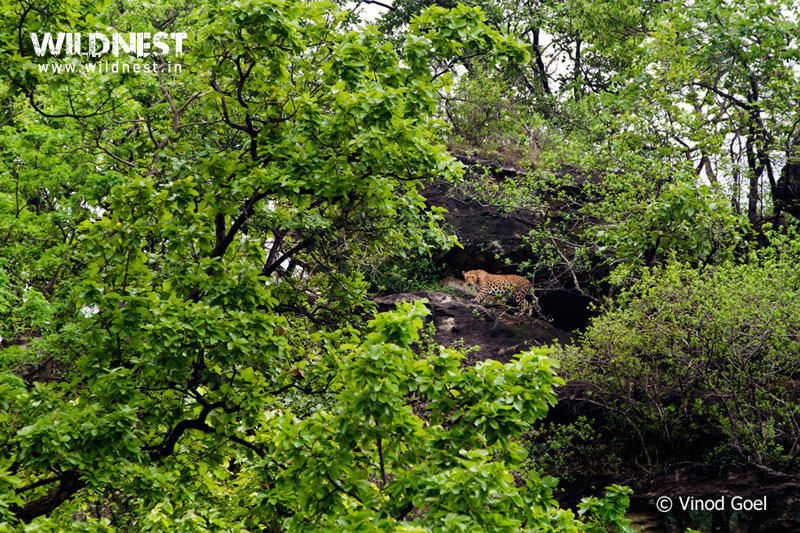 Bandhavgarh – Where The Tiger Rules