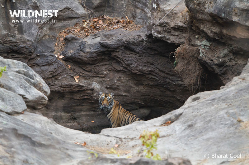 Bandhavgarh – Where The Tiger Rules