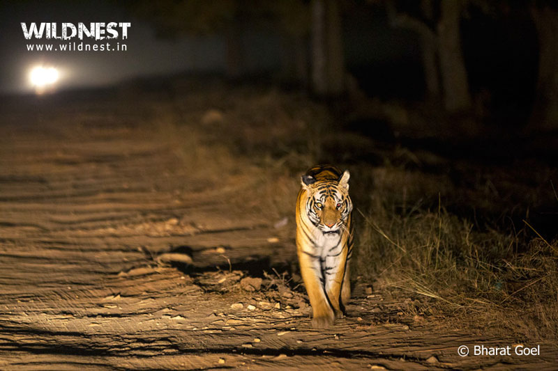 Bandhavgarh – Where The Tiger Rules