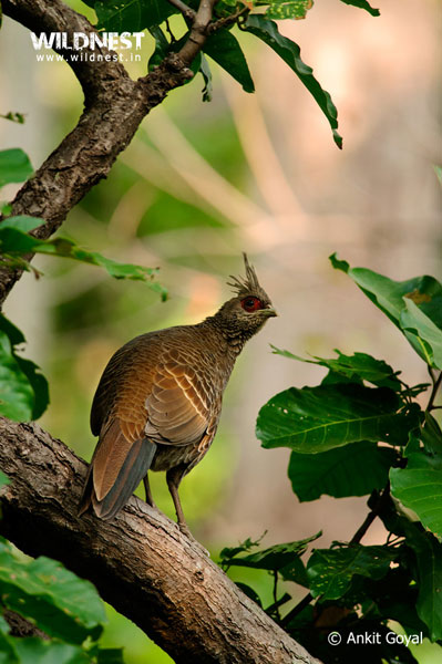 Corbett - Where Beauty Meets the Proud