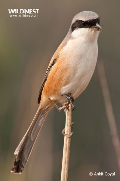 Corbett - Where Beauty Meets the Proud