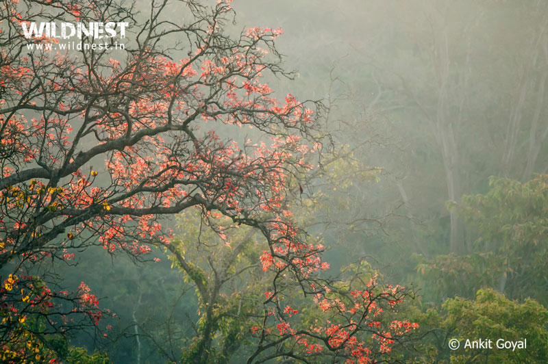 Corbett - Where Beauty Meets the Proud