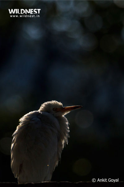 Corbett - Where Beauty Meets the Proud