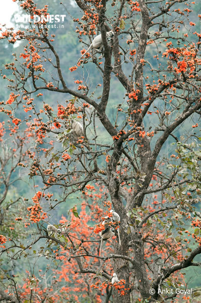 Corbett - Where Beauty Meets the Proud