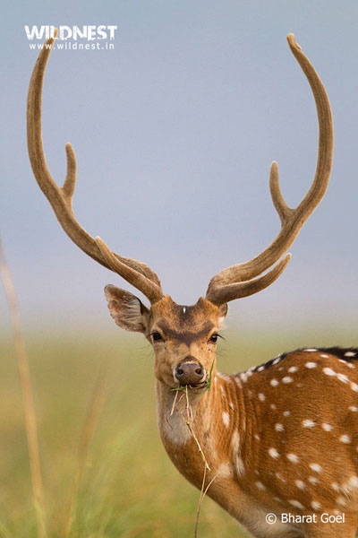 Corbett - Where Beauty Meets the Proud