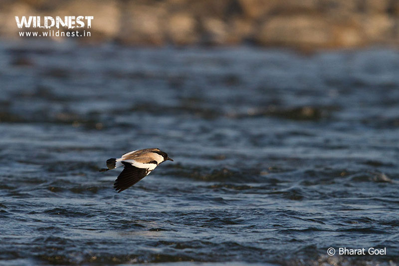 Corbett - Where Beauty Meets the Proud