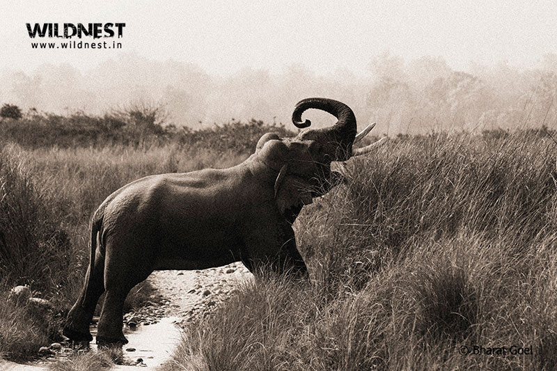 Corbett - Where Beauty Meets the Proud