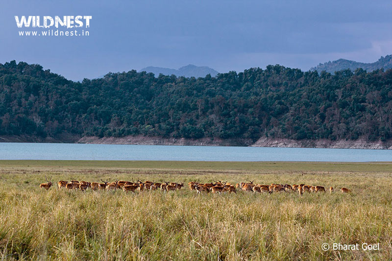 Corbett - Where Beauty Meets the Proud