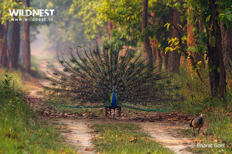 Dudhwa Tiger Reserve, Uttar Pradesh - Hidden Jewel of India