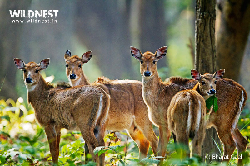 Dudhwa Tiger Reserve, Uttar Pradesh - Hidden Jewel of India