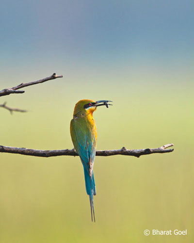 Dudhwa Tiger Reserve, Uttar Pradesh - Hidden Jewel of India