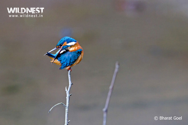 Dudhwa Tiger Reserve, Uttar Pradesh - Hidden Jewel of India