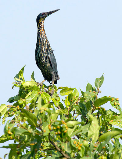 Dudhwa Tiger Reserve, Uttar Pradesh - Hidden Jewel of India