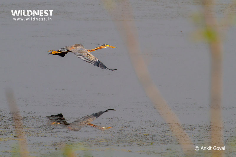 Dudhwa Tiger Reserve, Uttar Pradesh - Hidden Jewel of India