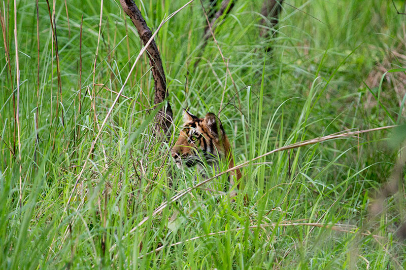 Dudhwa Tiger Reserve, Uttar Pradesh - Hidden Jewel of India
