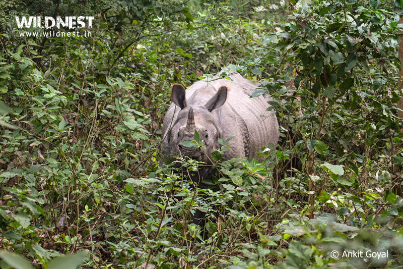 Dudhwa Tiger Reserve, Uttar Pradesh - Hidden Jewel of India