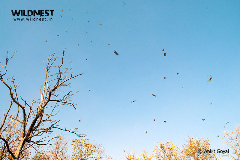 Dudhwa Tiger Reserve, Uttar Pradesh - Hidden Jewel of India