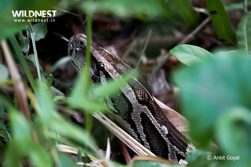 Dudhwa Tiger Reserve, Uttar Pradesh - Hidden Jewel of India