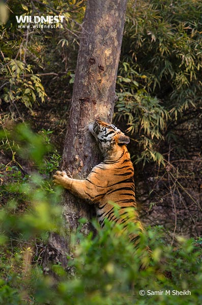 Tadoba – The Jewel of Vidarbha