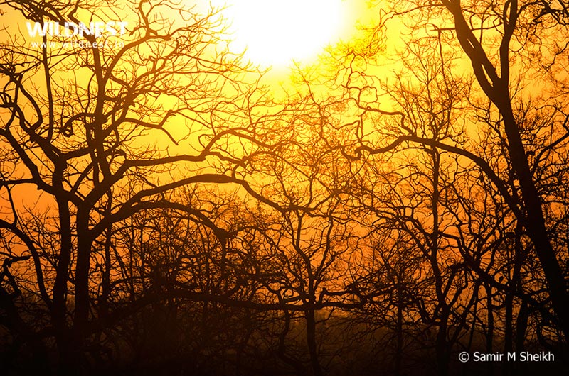 Tadoba – The Jewel of Vidarbha