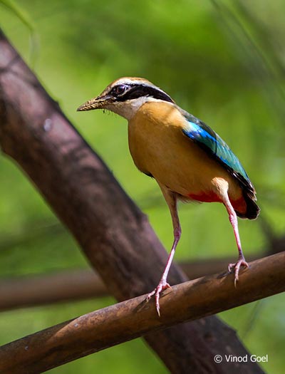 Tadoba – The Jewel of Vidarbha