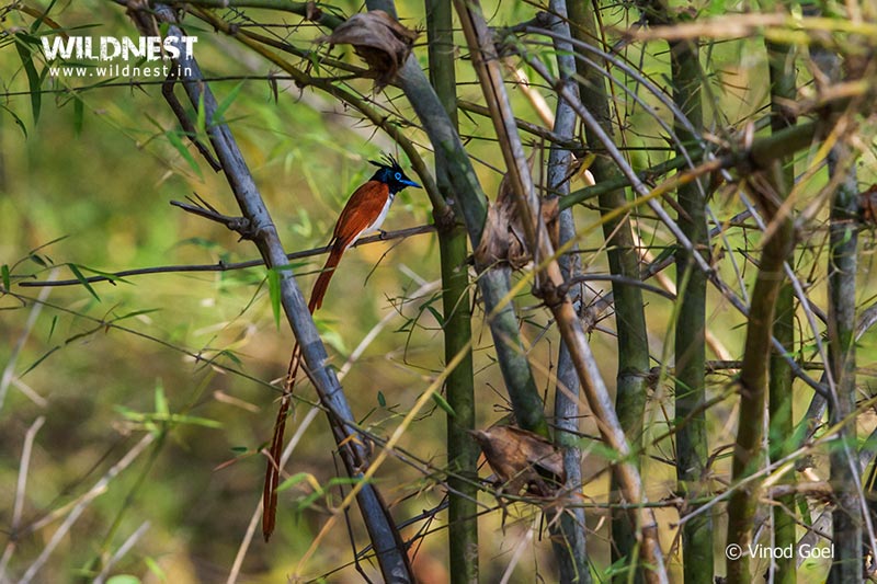 Tadoba – The Jewel of Vidarbha