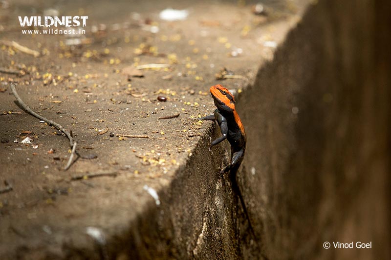 Tadoba – The Jewel of Vidarbha