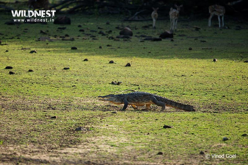 Tadoba – The Jewel of Vidarbha