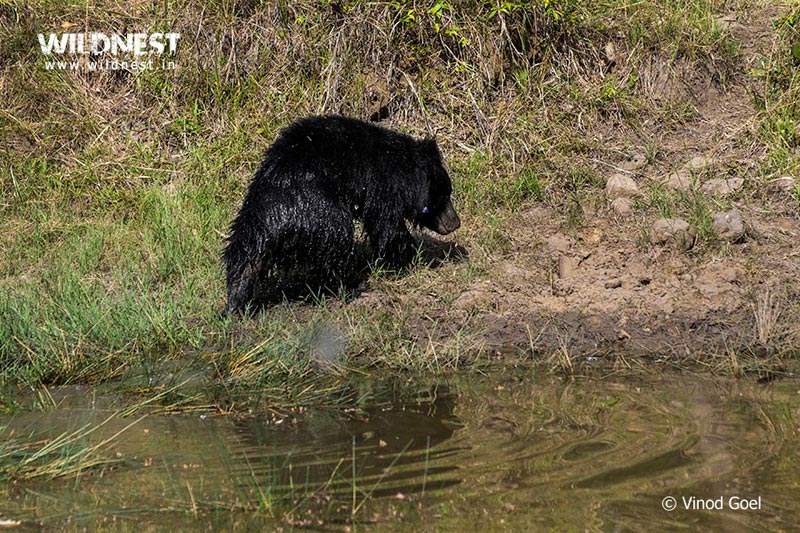 Tadoba – The Jewel of Vidarbha