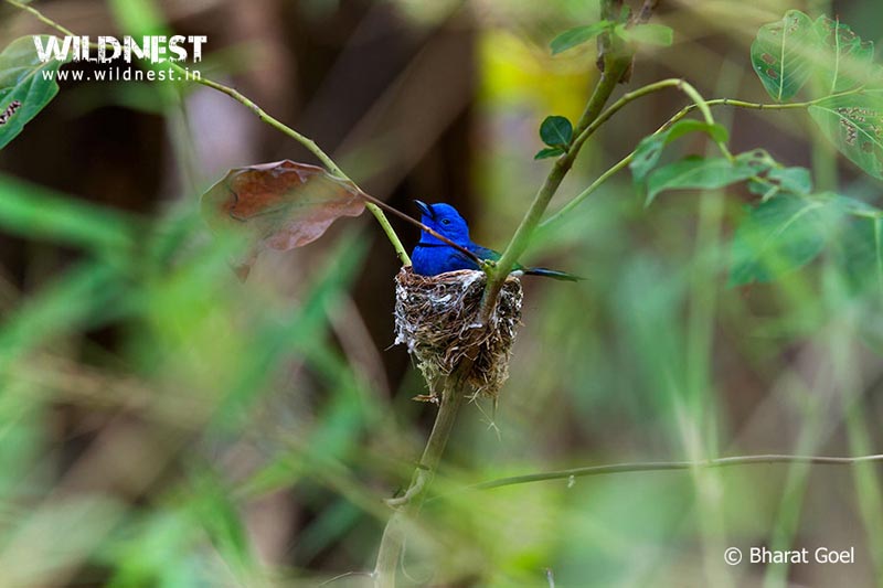 Tadoba – The Jewel of Vidarbha