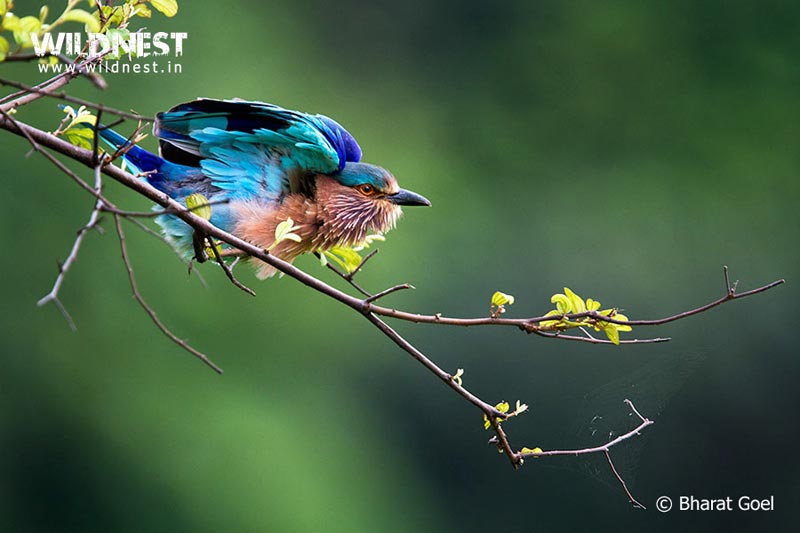 Tadoba –Jewel of Vidarbha