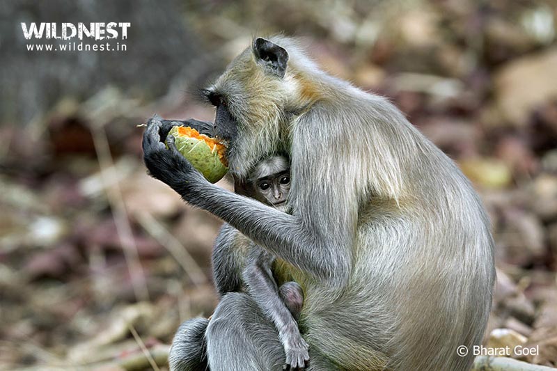 Tadoba –Jewel of Vidarbha