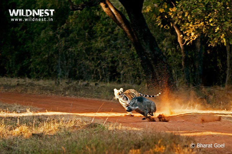 Tadoba –Jewel of Vidarbha