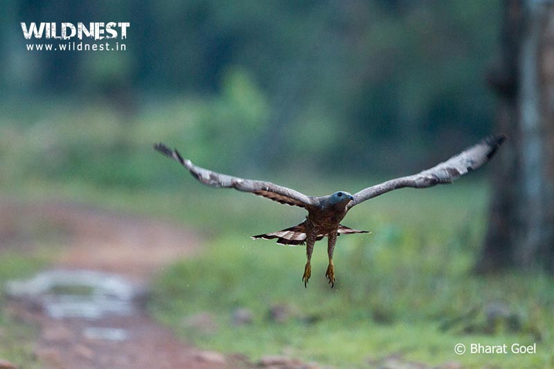 Tadoba –Jewel of Vidarbha