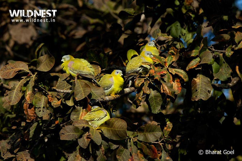 Tadoba –Jewel of Vidarbha