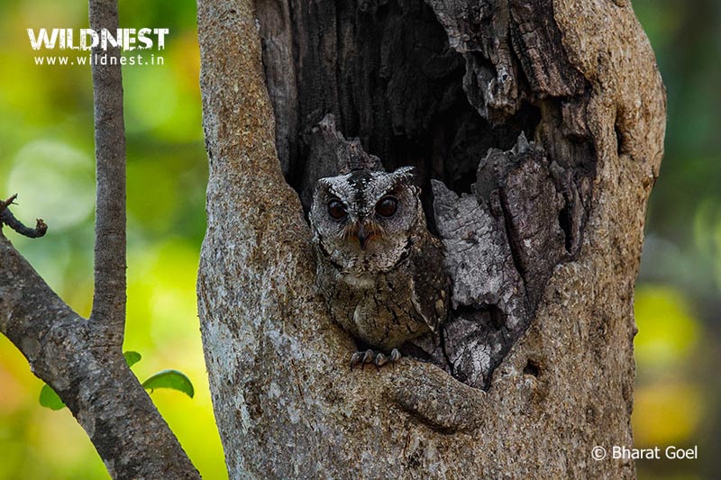 Pench - Mowgli Land Tour