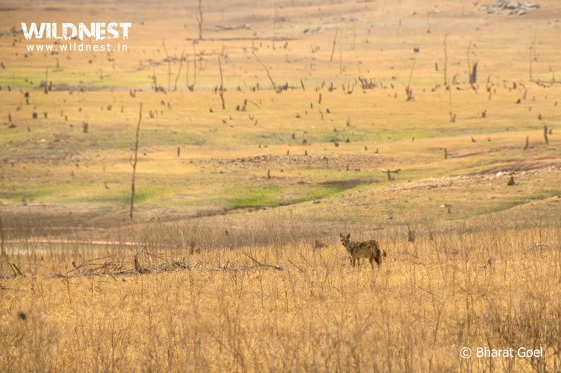 Pench - Mowgli Land Tour