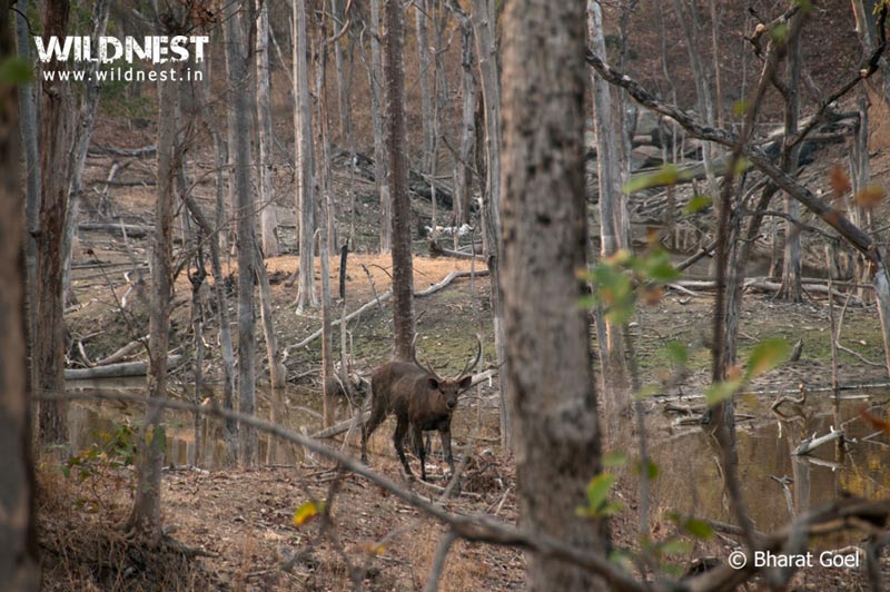 Pench - Mowgli Land Tour