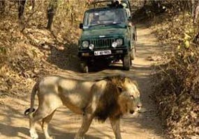 Wildlife And Heritage Of Gujarat Tour