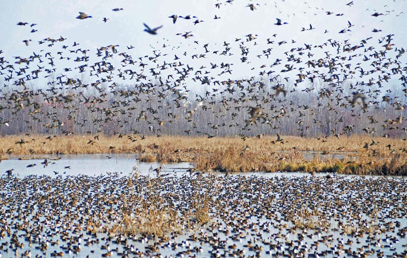 Luxury Kashmir Honeymoon Package