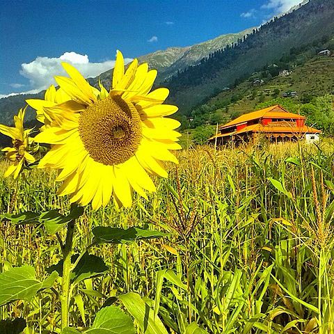 Super Saver Group Kashmir Tour