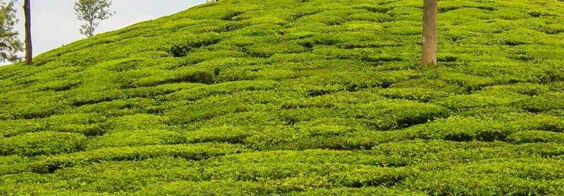 Kerala Package Rs.5,999/- Every Friday Departures Tac Applicable