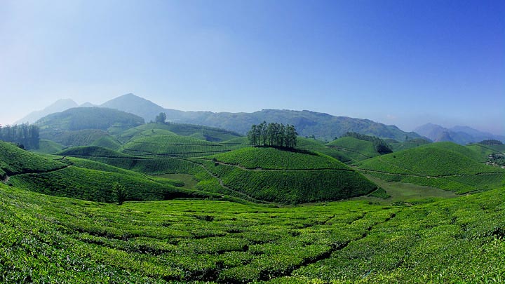 Mesmerizing Munnar Tour