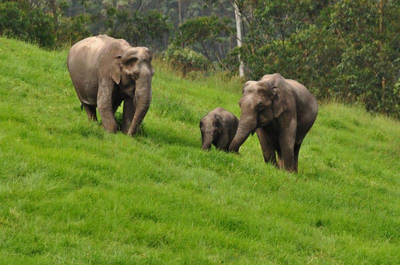 Mesmerizing Munnar Tour
