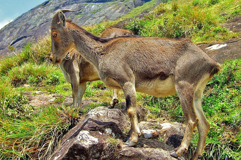 Mesmerizing Munnar Tour