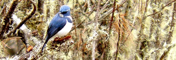 Dagala Thousand Lakes Trekking Tour