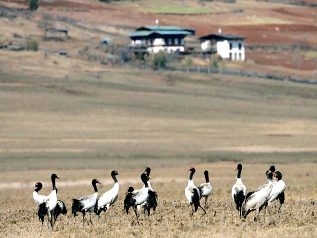 Gangtey Trekking Tour